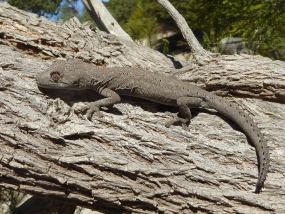 South-western Spiny-tailed Gecko