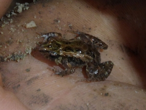 Squelching Froglet