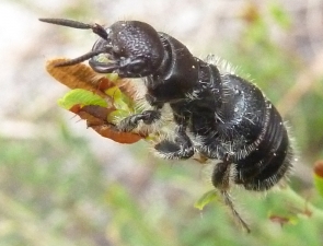 Tiphiidae 3 female