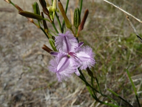 Thysanotus arbuscula; Fringed Lily