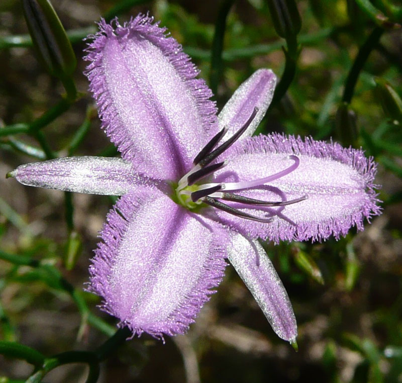 Thysanotus manglesianus; Fringed Lily
