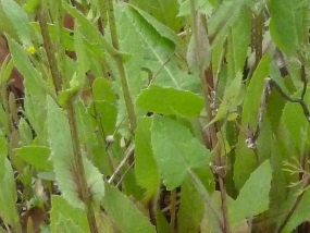 Urospermum picroides