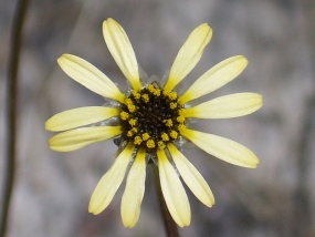 Ursinia anthemoides