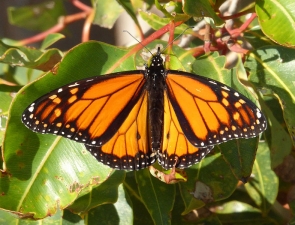 Monarch, Danaus plexippus plexippus