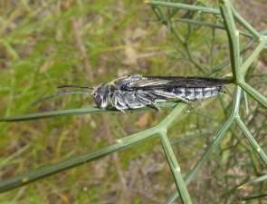 Tiphiidae 2