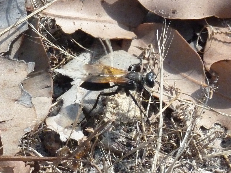 Sphex fumipennis