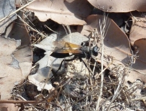 Sphex fumipennis