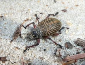 Red-legged Weevil, Catasarcus impressipennis