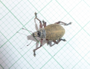 Red-legged Weevil, Catasarcus impressipennis