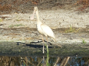 Yellow-billed Spoonbill