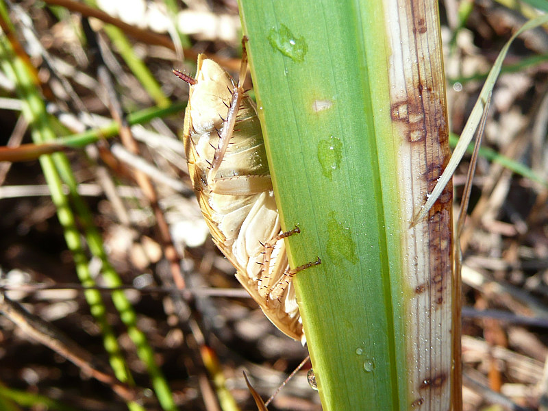 Zonioploca bicolor