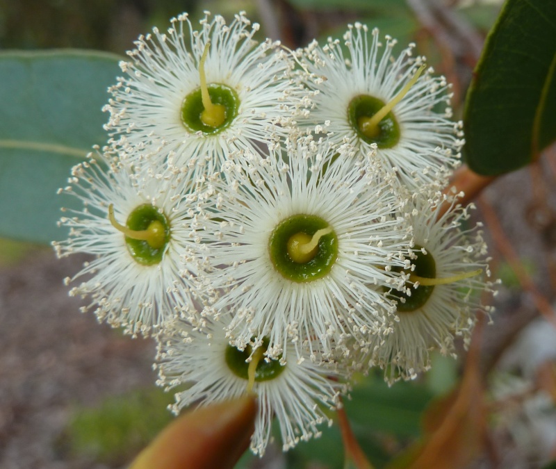 Eucalyptus marginata
