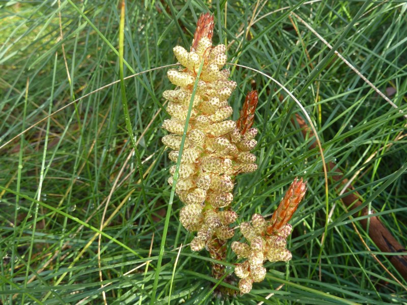 Pineaster Pinus pinaster | Friends of Queens Park Bushland