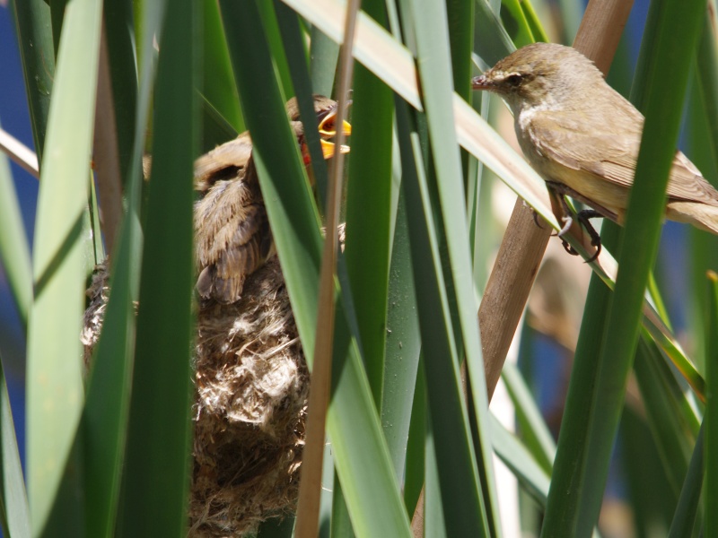 Australian Bush Reed Australian Reed-warbler | Friends of Queens Park Bushland