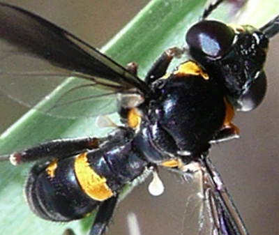 Australoconops unicinctus