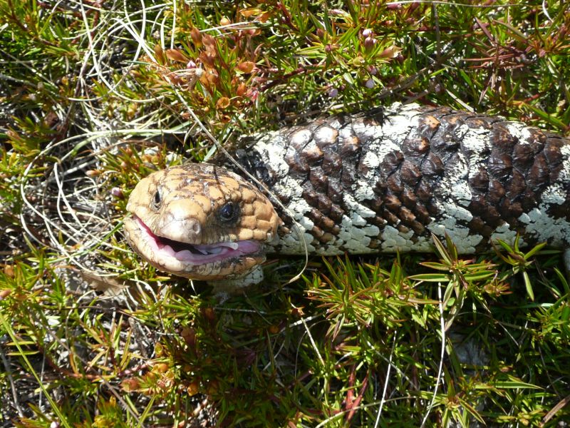 Bobtail | Friends of Queens Park Bushland