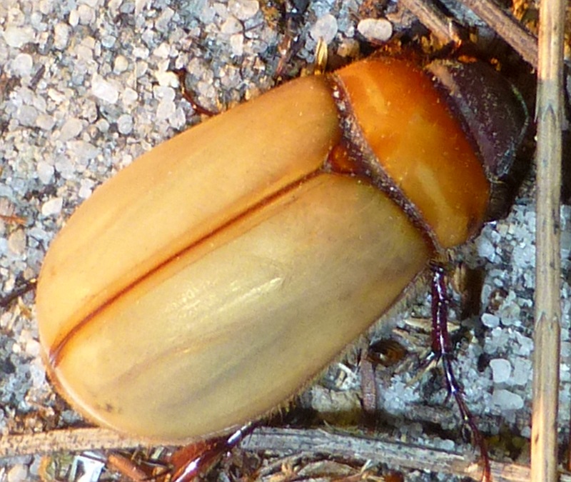 Scarabaeidae scarab Beetles Friends Of Queens Park Bushland