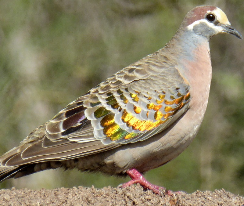 Common Bronzewing