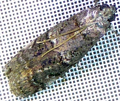 Cryptoblabes euraphella