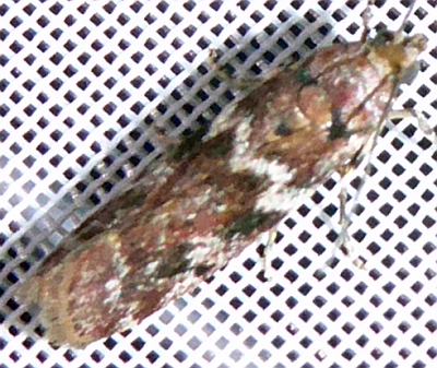 Ephestiopsis oenobarella