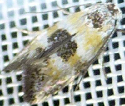 Opostegidae 1