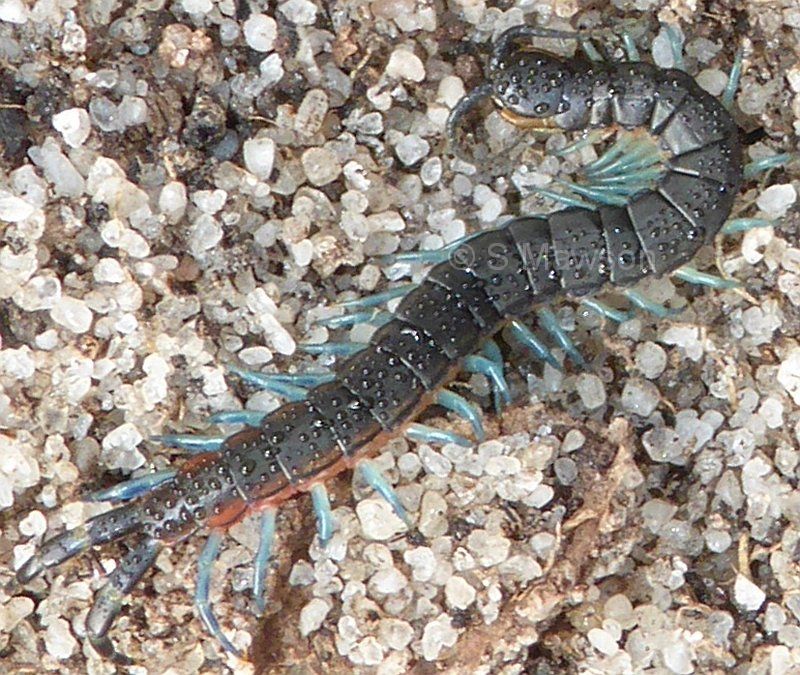 Scolopendra laeta