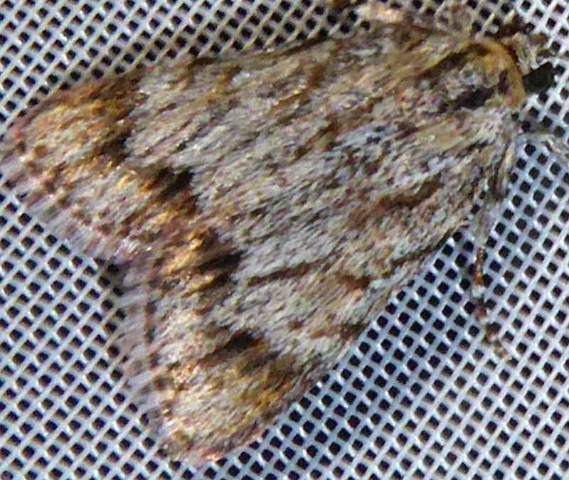 Spectrotrota fimbrialis