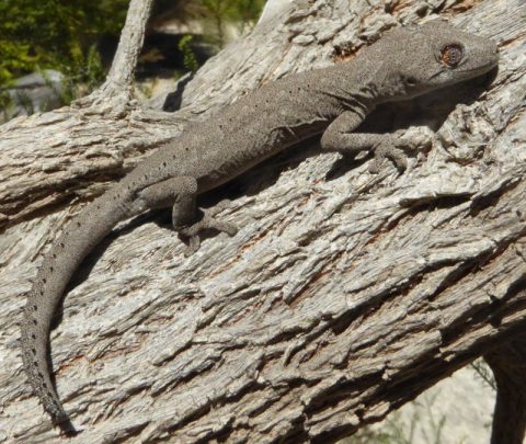 South-western Spiny-tailed Gecko | Friends of Queens Park Bushland