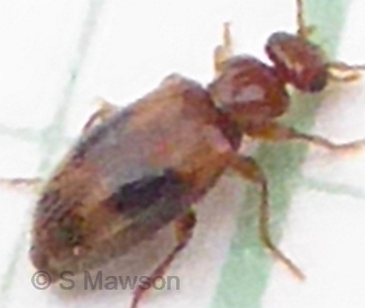 Anthicidae 1