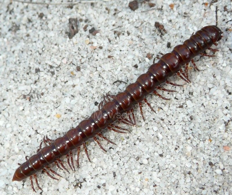 Antichiropus variabilis