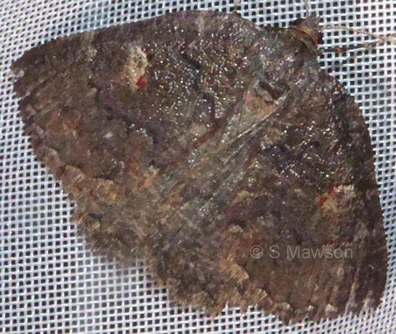 Apodasmia rufonigraria