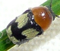 Aporocera sp. 1
