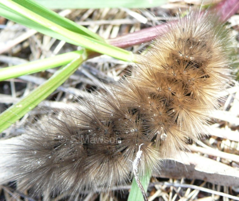 Ardices glatignyi
