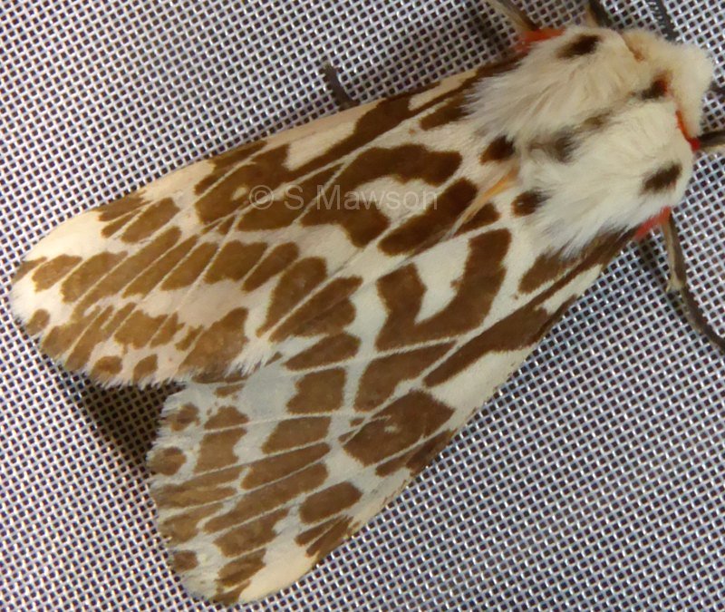 Ardices glatignyi