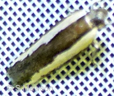 Ardozyga stratifera