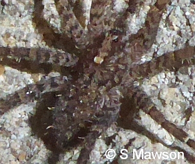 Argoctenus sp. 2