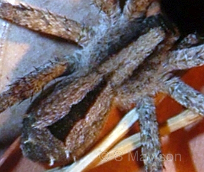Argoctenus sp. 1