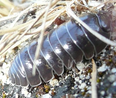 Armadillidium vulgare