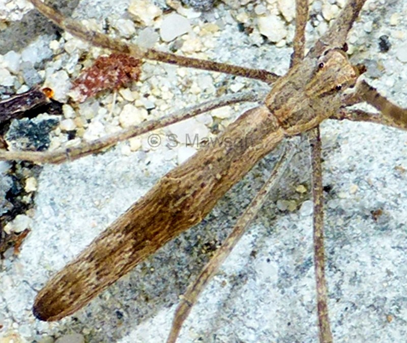 Asianopis subrufa