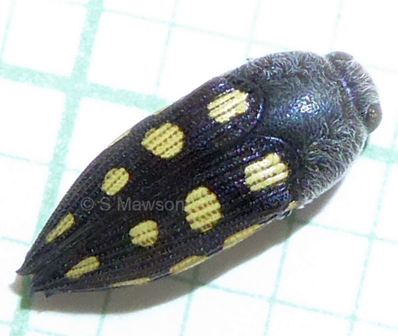 Astraeus flavopictus