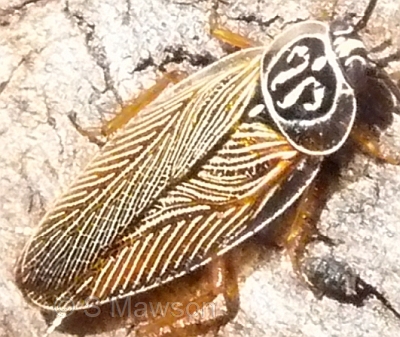 Balta hebardi