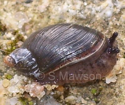 Bothriembryon indutus