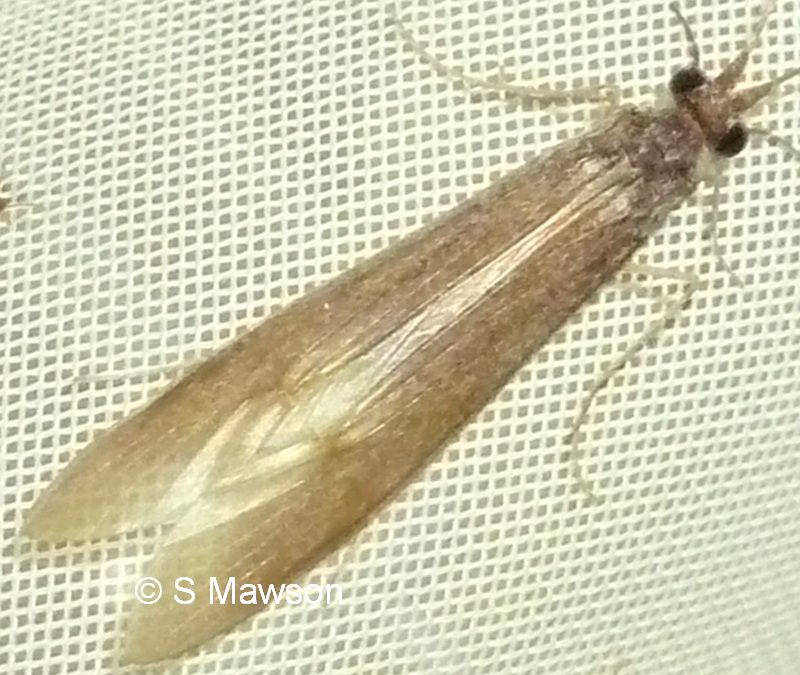 Caddisfly 2