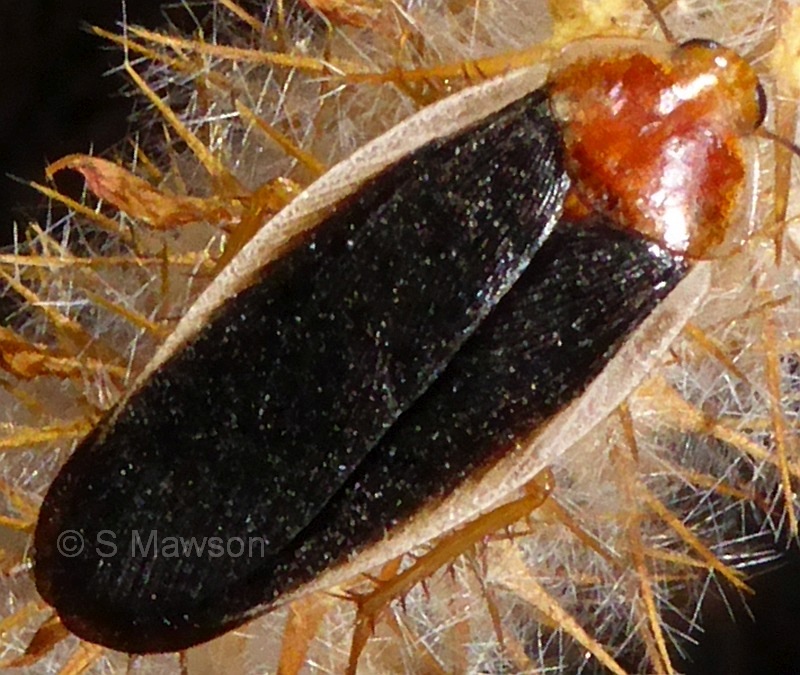 Calolampra marginalis (male)