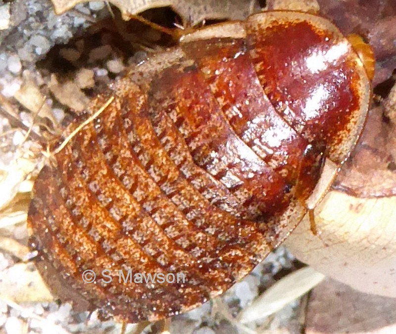 Calolampra marginalis (female)