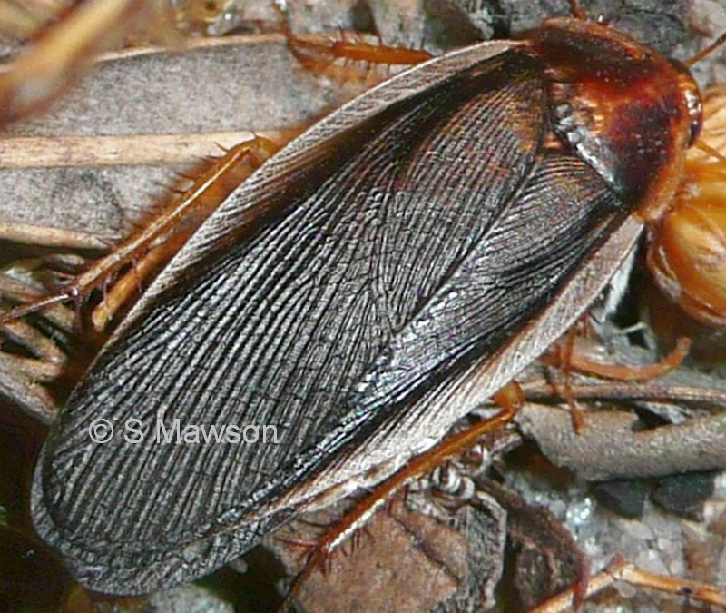 Calolampra sp. 1