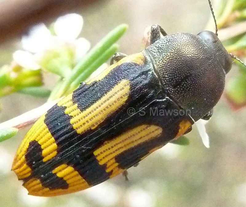 Castiarina anchoralis