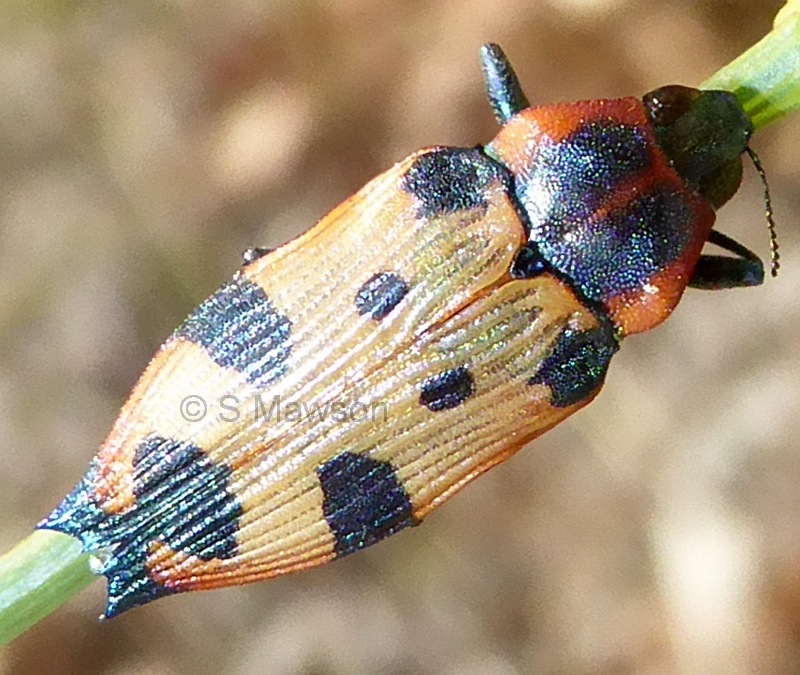 Castiarina gardnerae