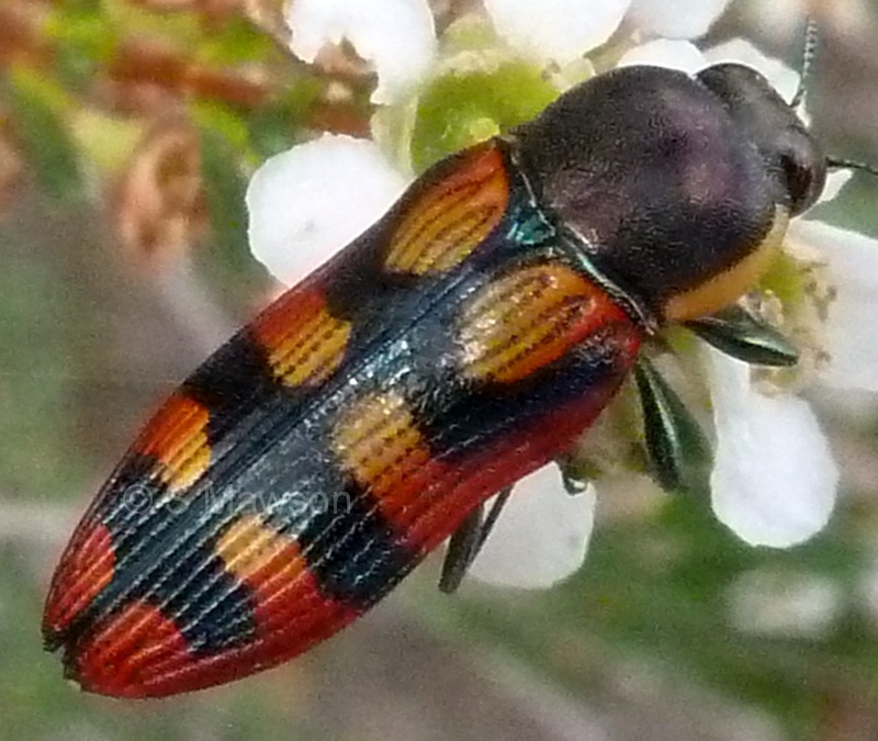 Castiarina pallidiventris