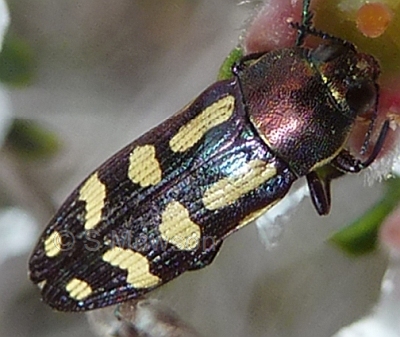 Castiarina picta